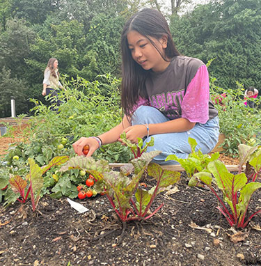 Student picking vegetables in a garden